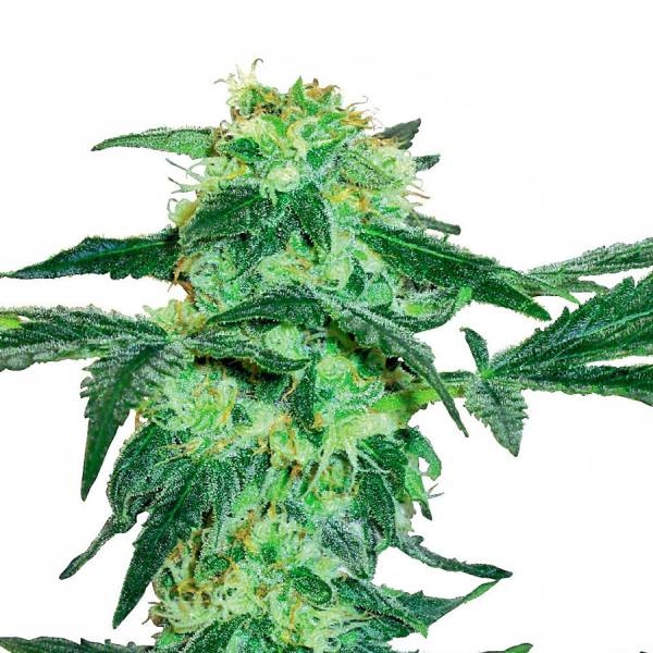 White Ice (White Label) Feminiserede