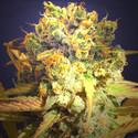 Dr Bruce Banner CBD (Original Sensible) Feminiserede