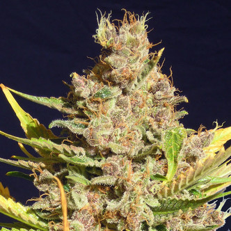 Alien Gorilla (Original Sensible Seeds) feminiserede