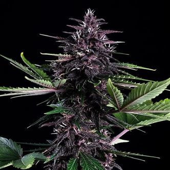 Swiss Dream Ros&eacute; Auto CBD (Kannabia) feminiserede cannabisfr&oslash;