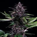Swiss Dream Rosé Auto CBD (Kannabia) Feminiserede