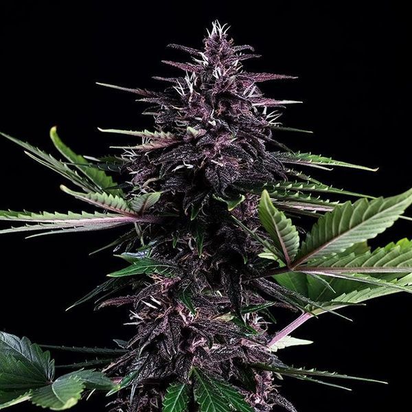 Swiss Dream Rosé Auto CBD (Kannabia) Feminiserede