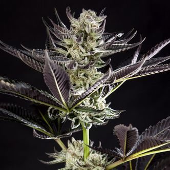 Purple Punch x Do-Si-Dos (Philosopher Seeds) feminiserede cannabisfr&oslash;