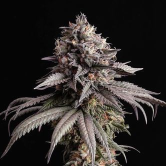 Gelato-K (Kannabia) feminiserede cannabisfr&oslash;