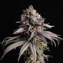 Gelato-K (Kannabia) Feminiserede