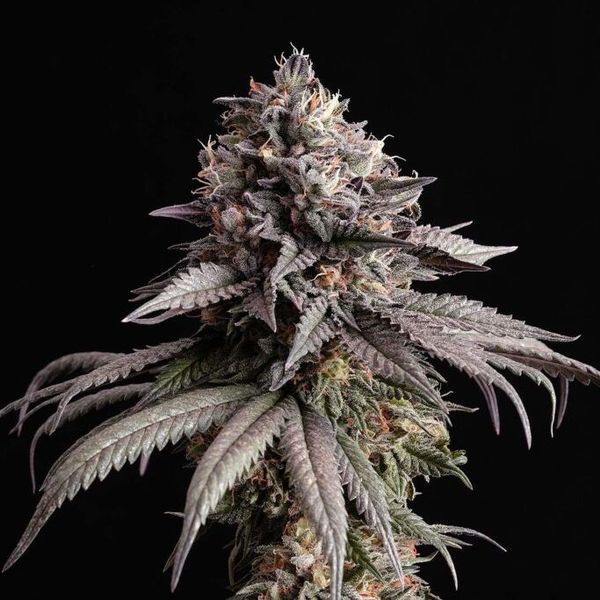 Gelato-K (Kannabia) Feminiserede