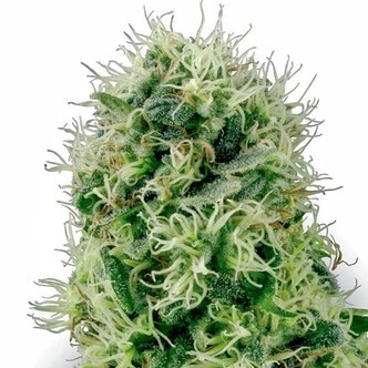 Pure Power Plant (White Label) feminiserede cannabisfr&oslash;