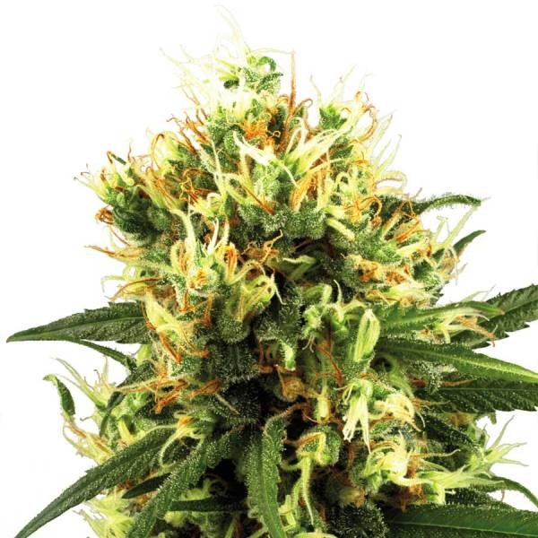 White Haze Autoflower (White Label) Feminiserede