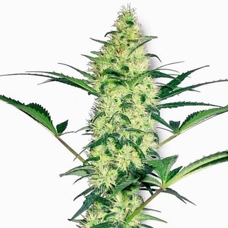 White Diesel (White Label) feminiserede