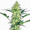 White Diesel (White Label) Feminiserede