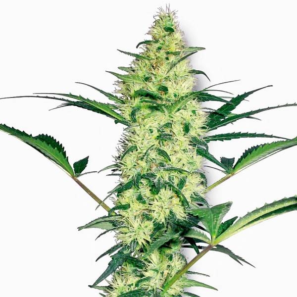 White Diesel (White Label) Feminiserede