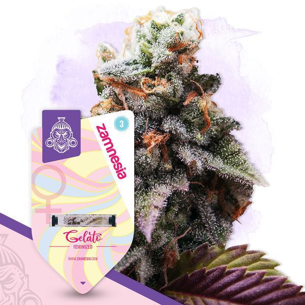 Gelato (Zamnesia Seeds) Feminiserede
