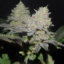 Gelato (Zamnesia Seeds) Feminiserede