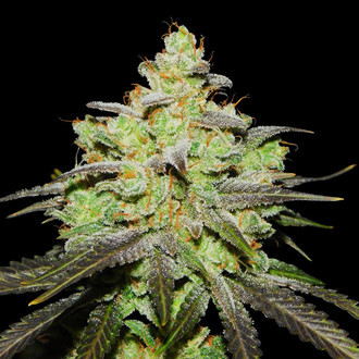 Wifi 43 x Do-Si-Dos (Philosopher Seeds x Zamnesia) Feminiserede