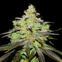 Wifi 43 x Do-Si-Dos (Philosopher Seeds x Zamnesia) Feminiserede