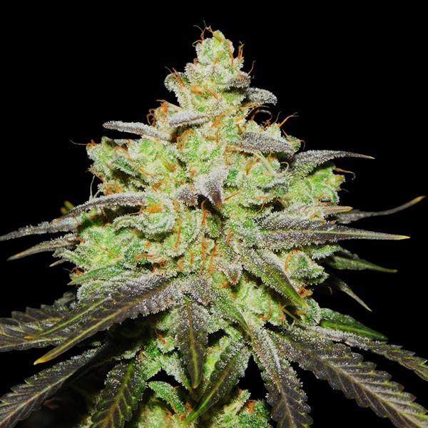 Wifi 43 x Do-Si-Dos (Philosopher Seeds x Zamnesia) Feminiserede