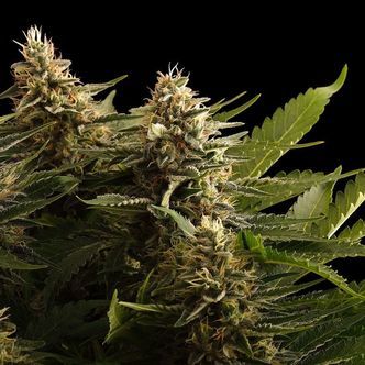 Colombian Jack (Kannabia) Feminiserede cannabisfr&oslash;