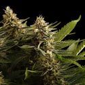 Colombian Jack (Kannabia) Feminiserede