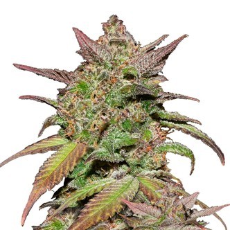 Smoothie Auto (FastBuds) feminiserede