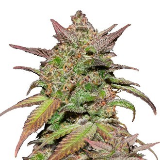 Smoothie Auto (FastBuds) Feminiserede