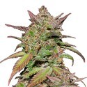 Smoothie Auto (FastBuds) Feminiserede