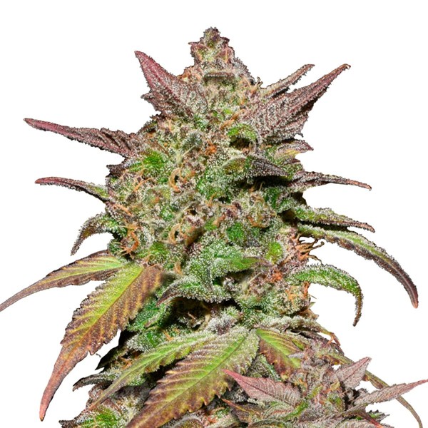 Smoothie Auto (FastBuds) Feminiserede