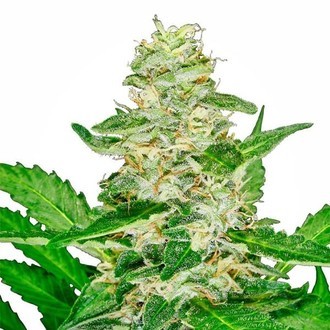 Super Skunk Autoflower (White Label) Feminiserede