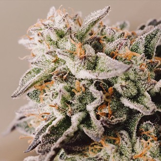 Vision Gelato Auto (Vision Seeds) Feminiserede