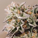 Vision Gelato Auto (Vision Seeds) Feminiserede
