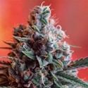 Dark Star x AK-49 (Vision Seeds) Feminiserede