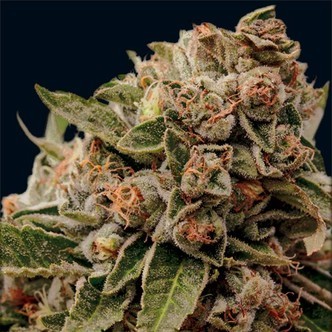 Lambs Breath x AK-49 (Vision Seeds) feminiserede cannabisfr&oslash;
