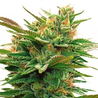 Nicole x OG (Vision Seeds) feminiserede cannabisfr&oslash;