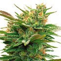 Nicole x OG (Vision Seeds) Feminiserede