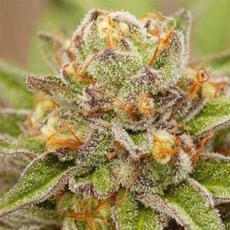 Pure Gelato (Vision Seeds) feminiserede cannabisfr&oslash;