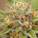 Pure Gelato (Vision Seeds) Feminiserede