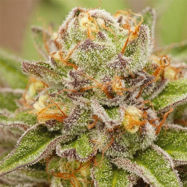 Pure Gelato (Vision Seeds) Feminiserede