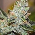 Wedding Cake x Triple OG (Vision Seeds) Feminiserede