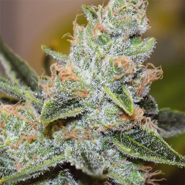 Wedding Cake x Triple OG (Vision Seeds) Feminiserede