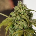 Gorilla SFV OG (Expert Seeds) Feminiserede