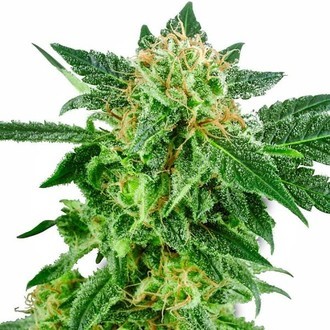 Snow Ryder Autoflower (White Label) Feminiserede