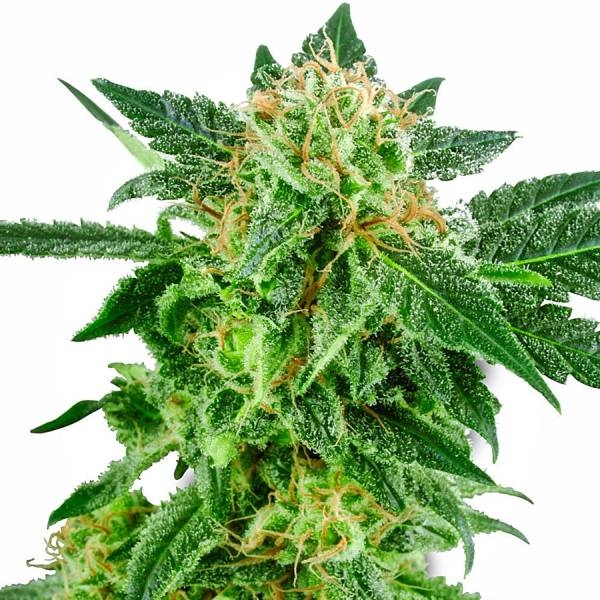 Snow Ryder Autoflower (White Label) Feminiserede