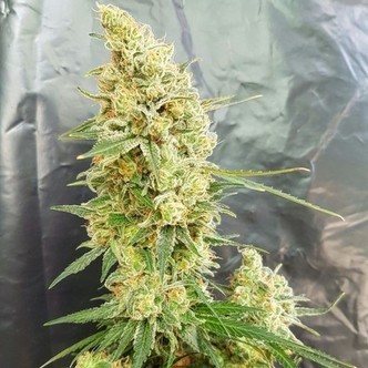 Gorilla Banana (Expert Seeds) feminiserede cannabisfr&oslash;