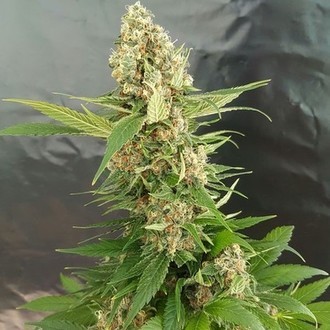 Gorilla Ice Cream (Expert Seeds) Feminiserede
