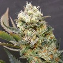 ZkittleZ Glue (Expert Seeds) Feminiserede