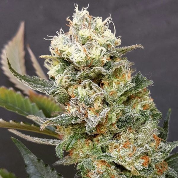 ZkittleZ Glue (Expert Seeds) Feminiserede