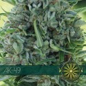 AK-49 (Vision Seeds) Feminiserede