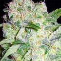AK-49 (Vision Seeds) Feminiserede