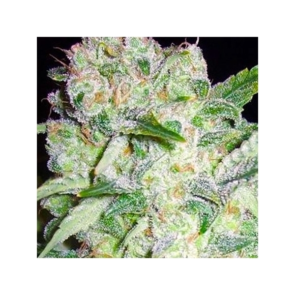 AK-49 (Vision Seeds) Feminiserede