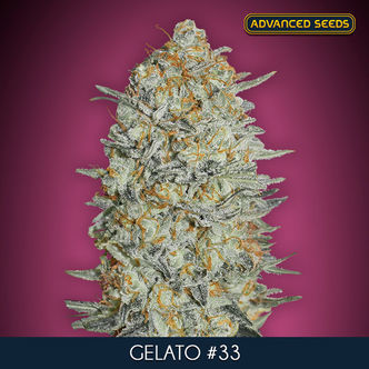 Gelato 33 (Advanced Seeds) feminiserede cannabisfr&oslash;