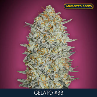 Gelato 33 (Advanced Seeds) Feminiserede